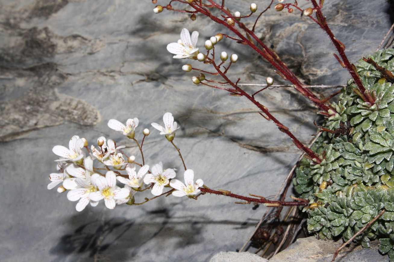 Saxifraga cochlearis